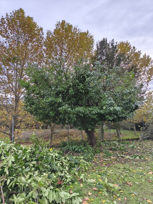 Construção e Manutenção de Jardins