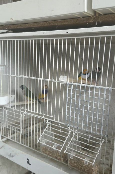 Diamantes gould 2026/ pardal de java