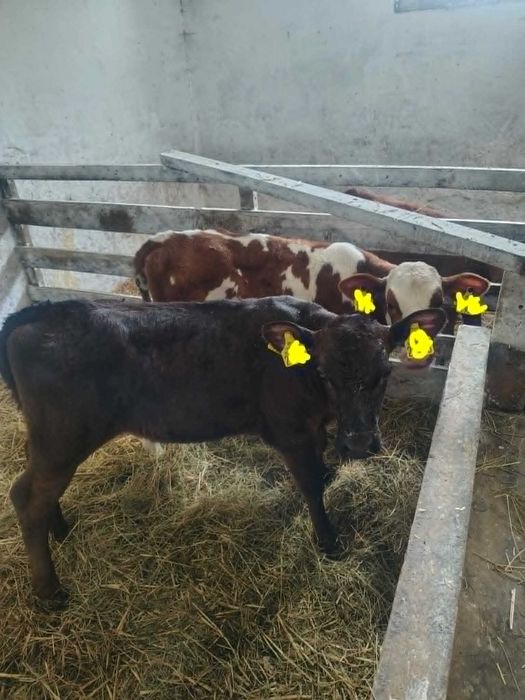 Sprzedam trzy jałówki żarłaki
