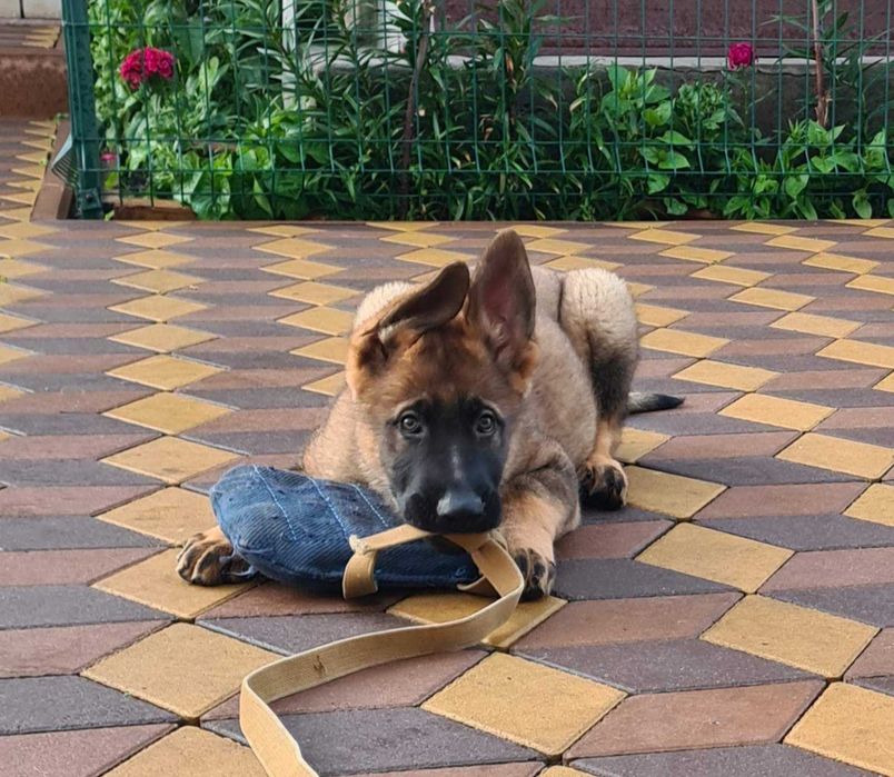 Цуценята німецької вівчарки робочого розведення.