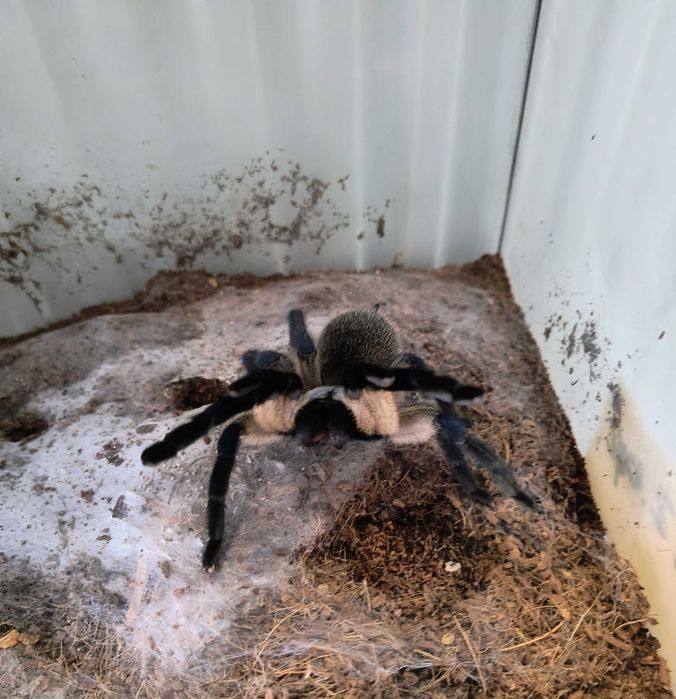 Monocentropus Balfouri 2DC (Płeć Nieokreślona) _Możliwy Blik_ 10sztuk