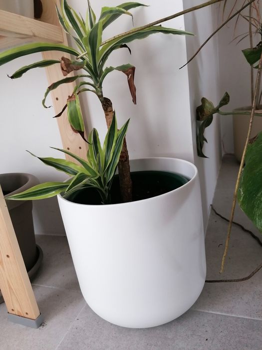 Dracaena lemon lime 40 cm