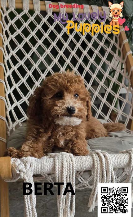 Cavapoo dziewczynka Berta
