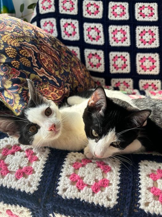 Kocie pingwinki szukają domku