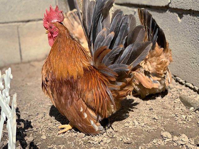 Яйце інкубаційне,курчата, Шабо мармур, палева, лимон.