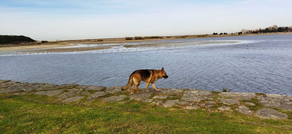 Hospedagem Familiar  Cães/ Creche/ Passeios (VNG)