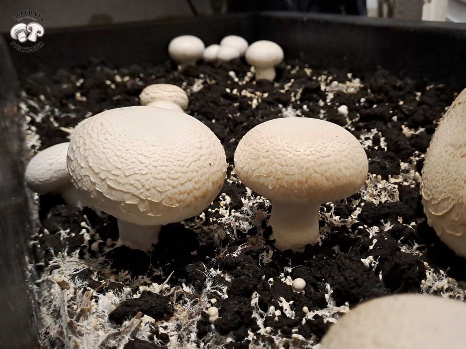 Grzybnia Pieczarki 20 kg