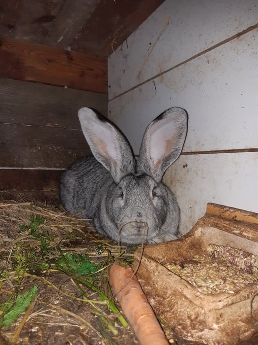 Króliki olbrzymy belgijskie