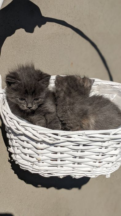 кошенята гарної кішки