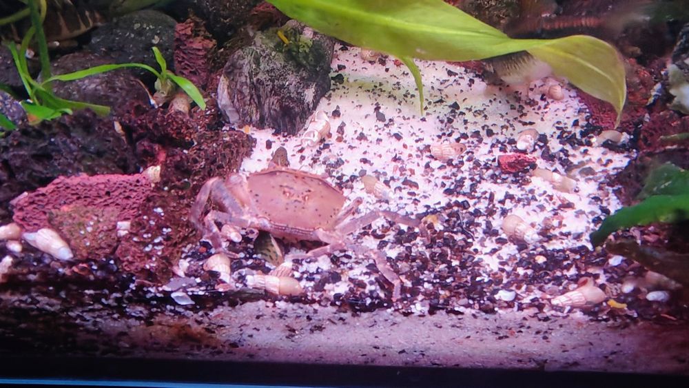 Krab Mekhong Thelphusa