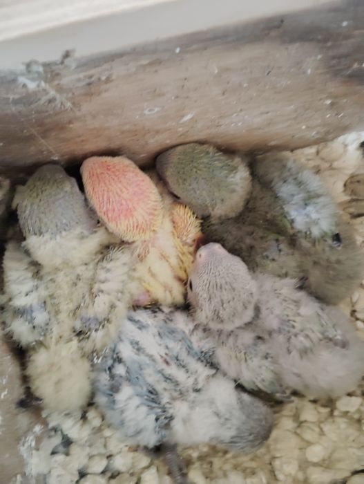 Agapórnis Roseicollis