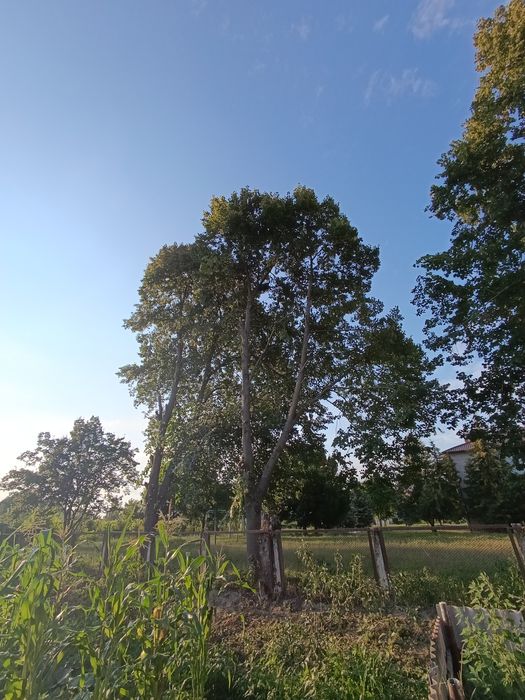 Обрізка дерев (Арбаристика)