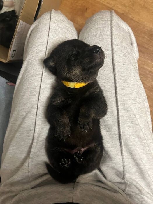 Цуцики шукають родину