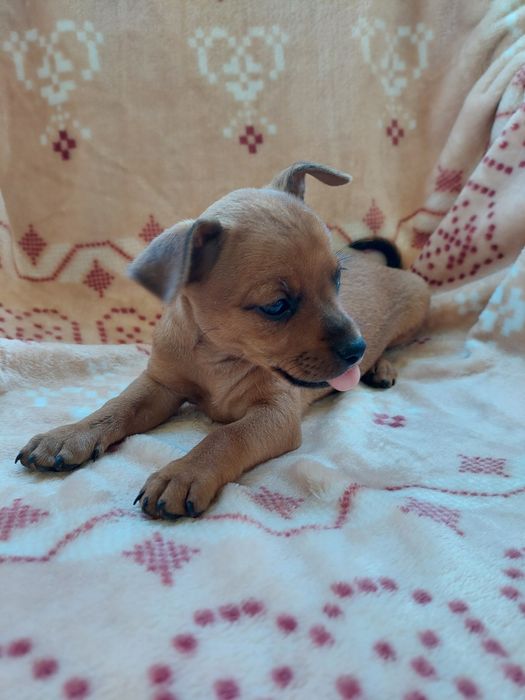 Cachorrinho pincher castanho