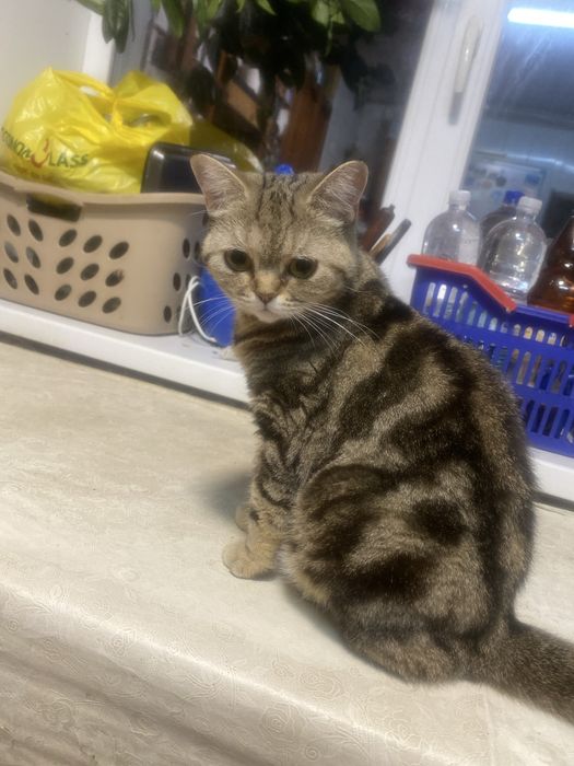 З кицею тепліше, мрамур на золоті