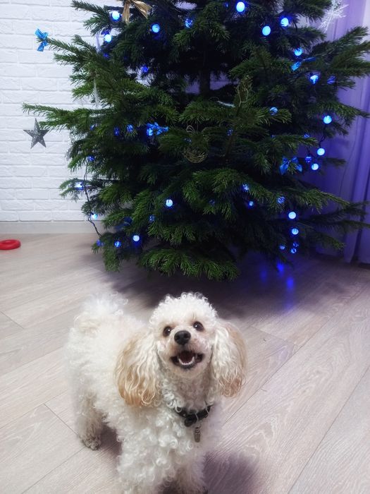 Той пудель в'язка