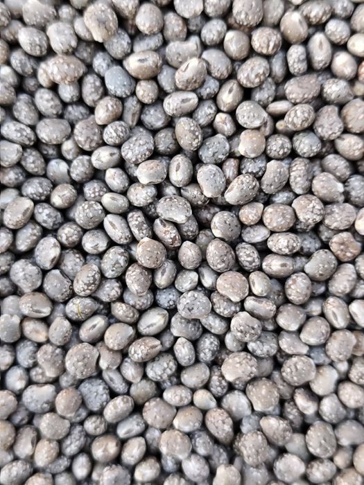 Sprzedam łubin  wąskolistny