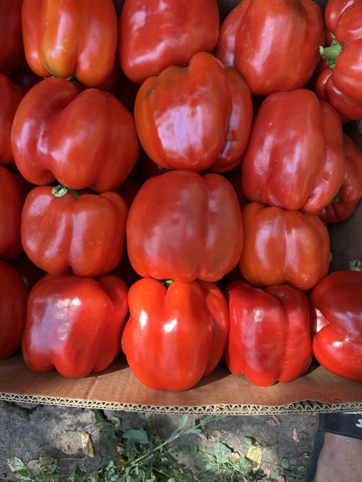 Продам перець Геркулес