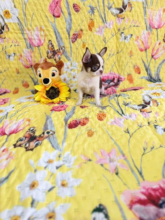 Chihuahua fêmea mini