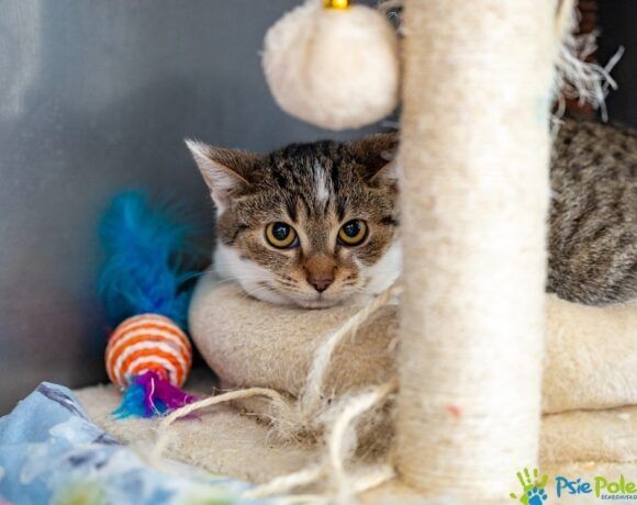 Kotka KLARA  szuka domku!