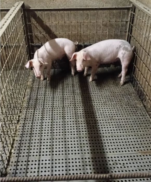 Vendo com 3 meses e muito boa genetica