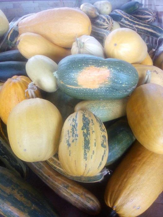 Продається кормова диня
