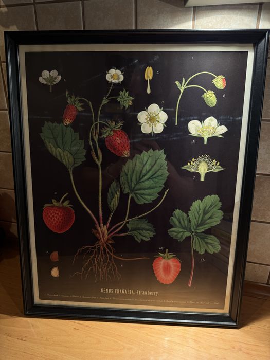 Obraz Genus Fragaria Truskawka ramka IKEA