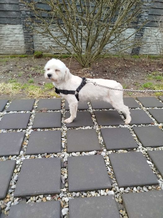 Hawańczyk suczka 500 zł.