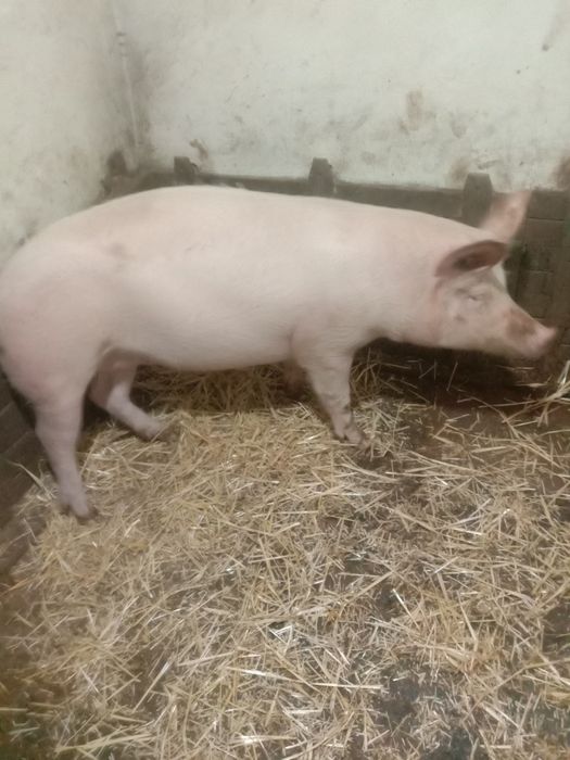 Продам лоьшку бігунку.