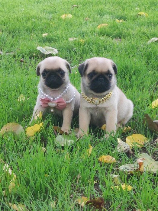 Гарненькі цуценята мопса