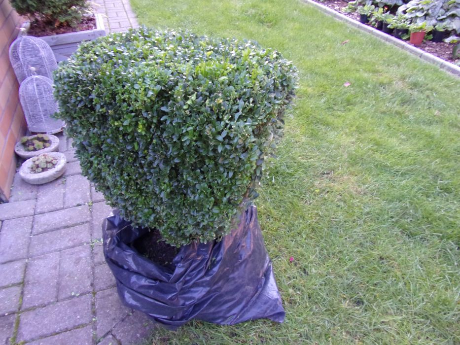 kula bukszpan duży 70x65cm odbiór Olsztyn gratisy