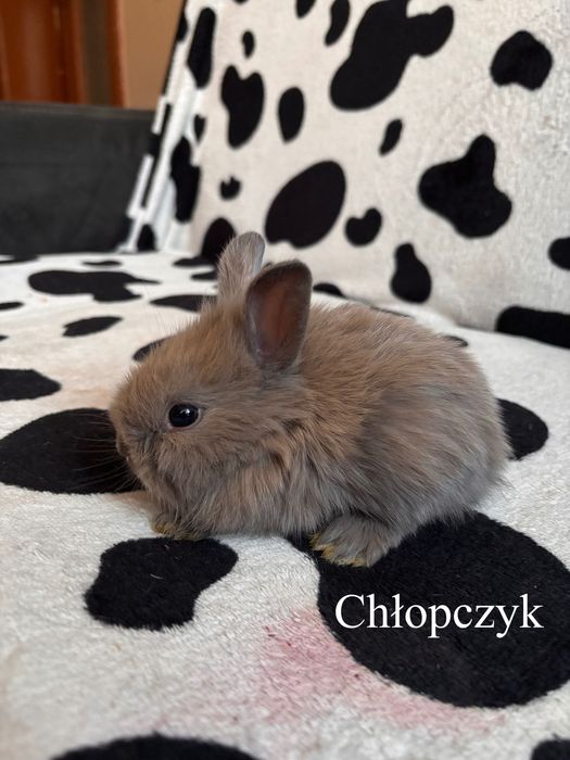 Króliczki miniaturki