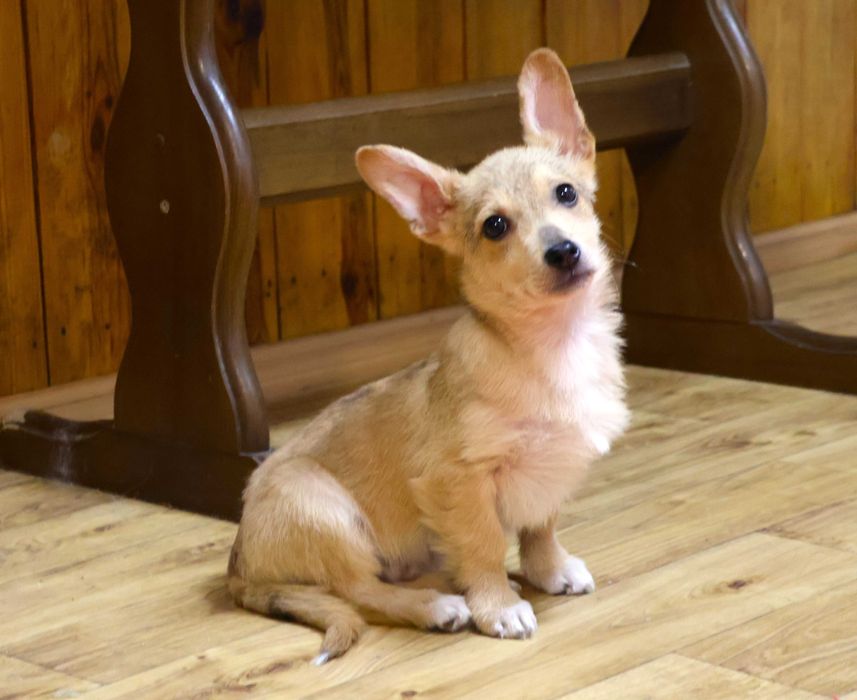 Хлопчик коргі 3.5 міс привитий двічі