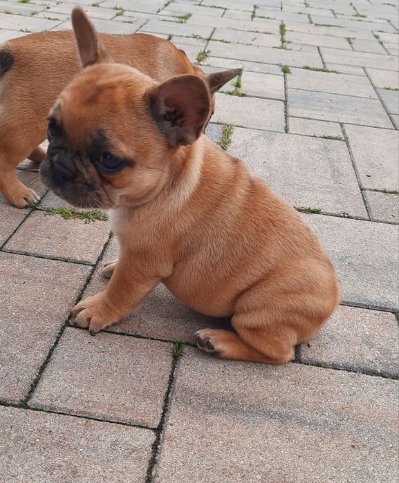 Suczka buldog francuski