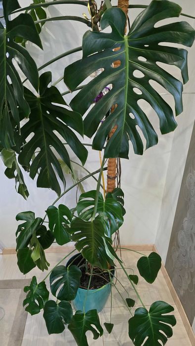 Монстера висотою 2,5м