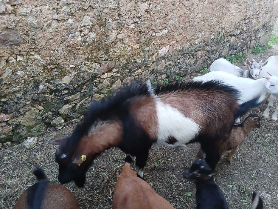 Cabras bonitas e desparasitadas