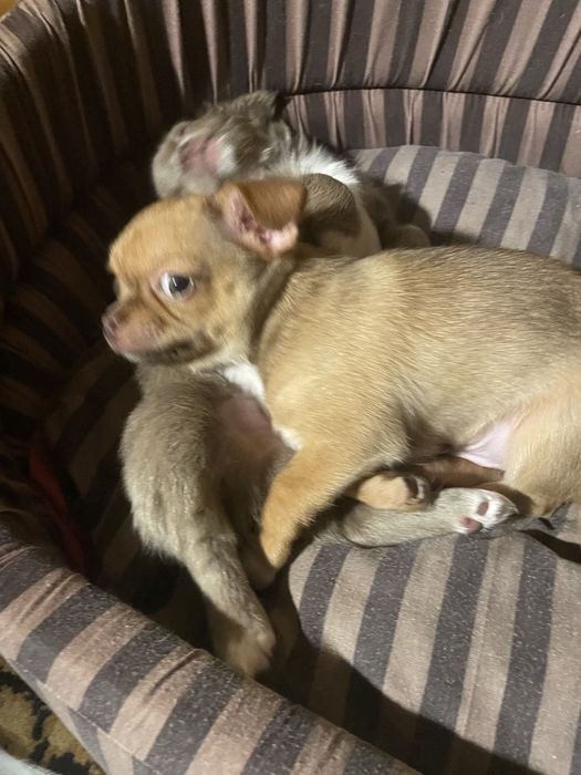 Продам цуценят породи чіахуахуа