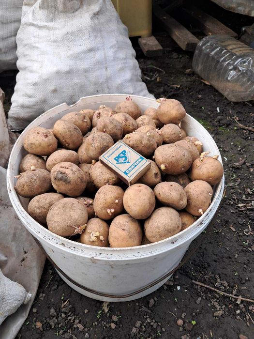 Картопля посадкова Пікассо