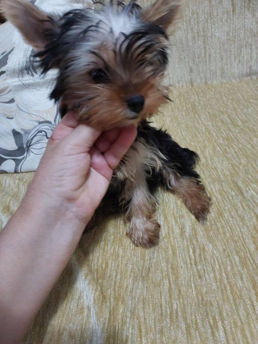 Продам двух девочек: Йоркширский терьер