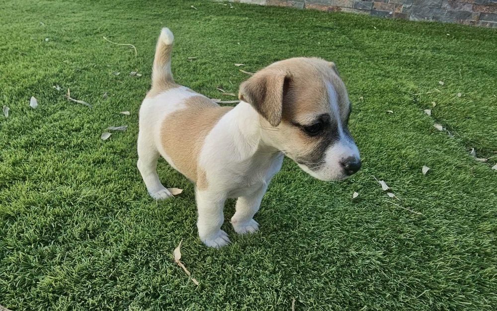Magnífico Jack Russell Terrier Puro