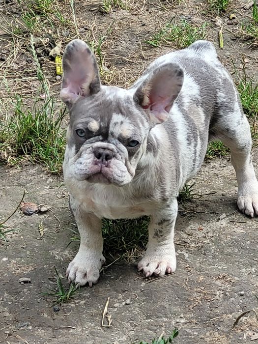 Buldog francuski w kolorze liliowo-merle.