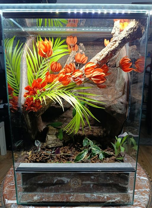 Terrarium 40x40x60 pełne wyposażenie gekon orzęsiony