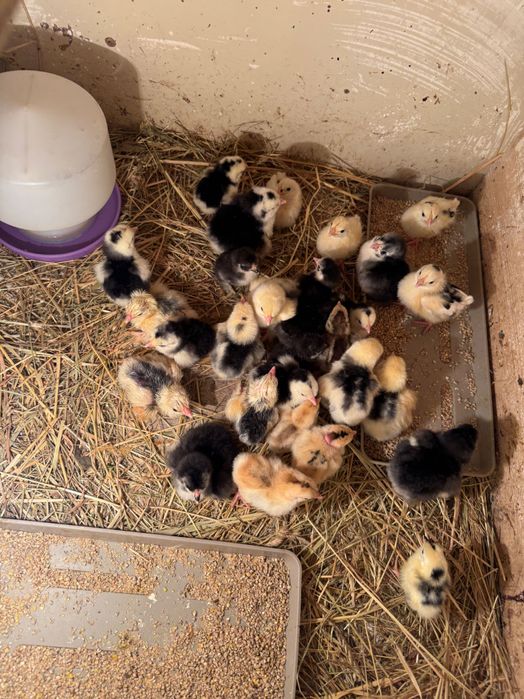 Kochin olbrzym kurczęta