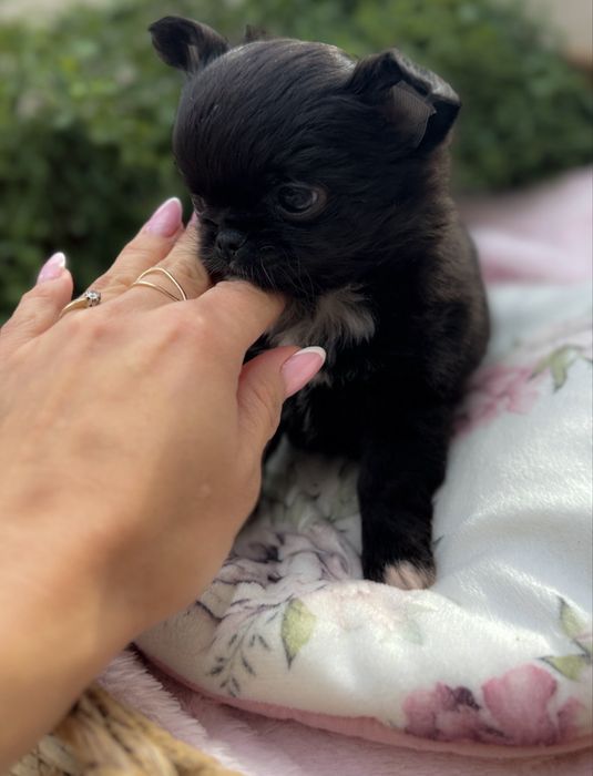 Chihuahua XS piękna dziewczynka! Czarna.