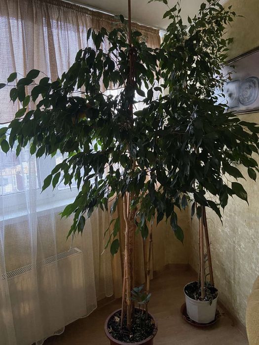 Великі кімнатні рослини,самовивіз