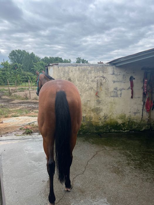 Cavalo psi macho