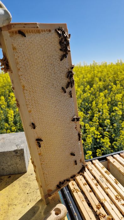 Naturalny miód z własnej pasieki