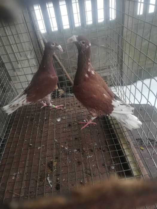 Gołębie rzeszowskie