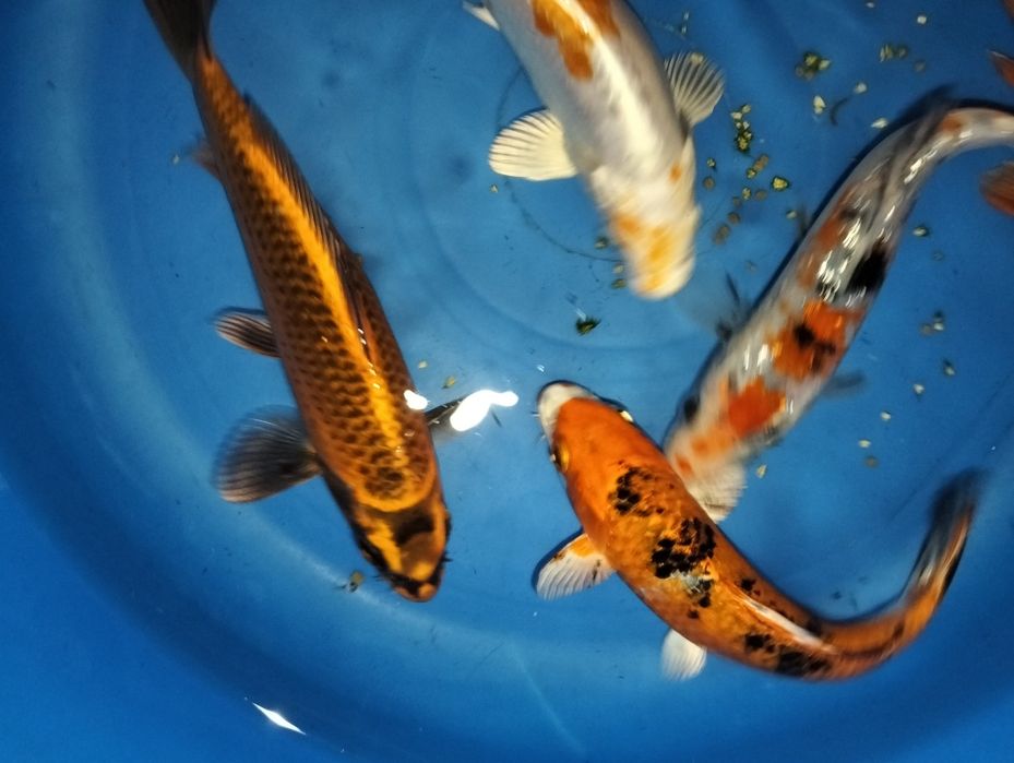 Carpa koi seleção 15 a 16cm