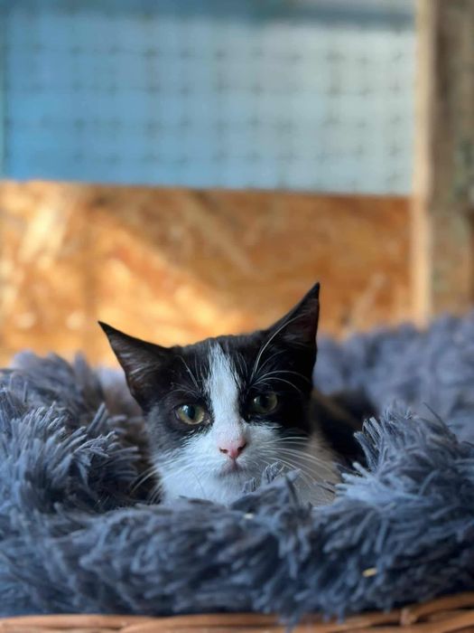 Kotek Rogalik poleca się do adopcji